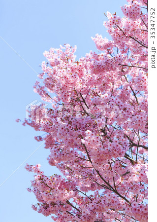 満開の桜・カンヒザクラ 35347752