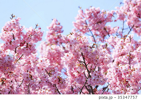満開の桜・カンヒザクラ 満開の桜・カンヒザクラ 35347757