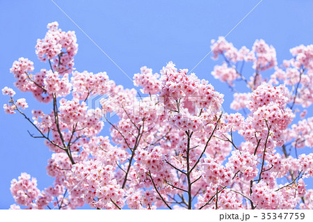 満開の桜・カンヒザクラ 満開の桜・カンヒザクラ 35347759