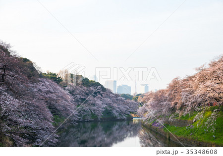 千鳥ヶ淵の桜 春 早朝 (東京都千代田区) 2017年4月撮影 千鳥ヶ淵の桜 春 早朝 (東京都千代田区) 2017年4月撮影 35348608