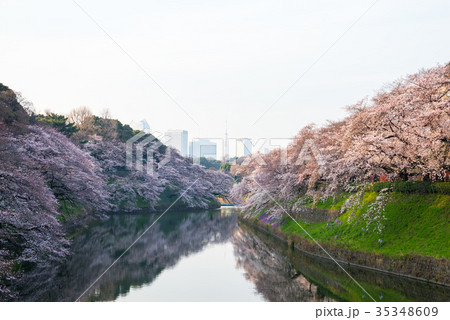 千鳥ヶ淵の桜 春 早朝 (東京都千代田区) 2017年4月撮影 千鳥ヶ淵の桜 春 早朝 (東京都千代田区) 2017年4月撮影 35348609