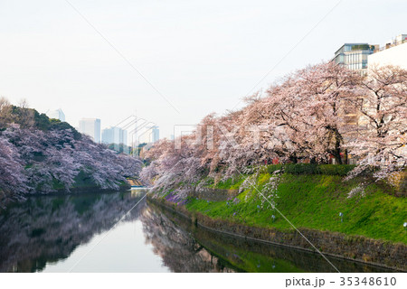 千鳥ヶ淵の桜 春 早朝 (東京都千代田区) 2017年4月撮影 千鳥ヶ淵の桜 春 早朝 (東京都千代田区) 2017年4月撮影 35348610