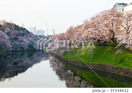千鳥ヶ淵の桜 春 早朝 （東京都千代田区） 2017年4月撮影 35348612