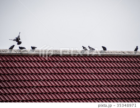 The birds on the roof tiles The birds on the roof tiles 35348971