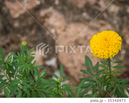 The Marigold on the rock background The Marigold on the rock background 35348973