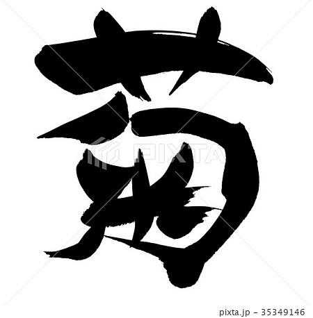 筆文字　菊　一文字　イラスト　 35349146