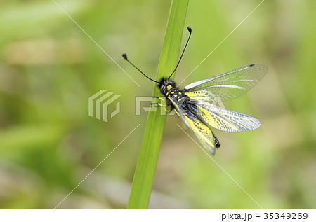 キバネツノトンボ 35349269