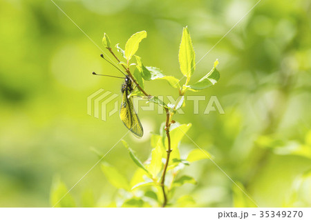 キバネツノトンボ 35349270