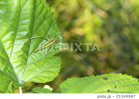 ツユムシ 35349987
