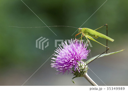 ツユムシ 35349989