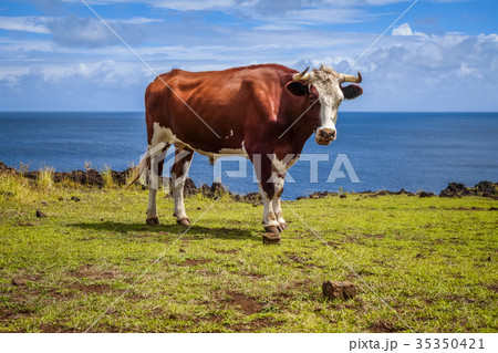 Beef on easter island cliffs 35350421