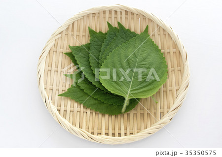 えごまの葉 35350575