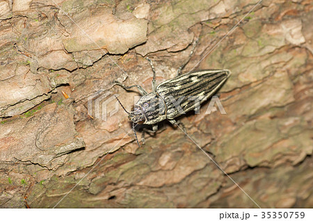 ウバタマムシ 35350759