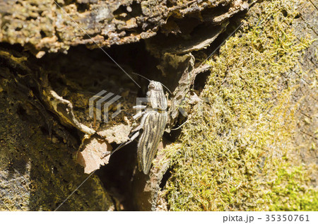 ウバタマムシ 35350761