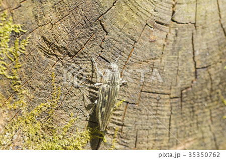 ウバタマムシ ウバタマムシ 35350762