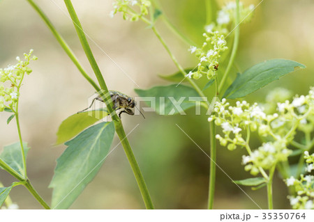 ウバタマムシ ウバタマムシ 35350764