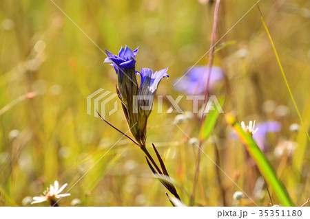 シラタマホシクサと細葉リンドウ 35351180