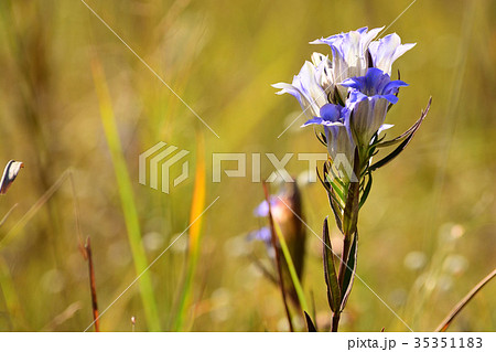 シラタマホシクサと細葉リンドウ 35351183