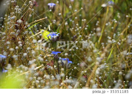 シラタマホシクサと細葉リンドウ シラタマホシクサと細葉リンドウ 35351185