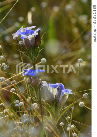 シラタマホシクサと細葉リンドウ 35351189