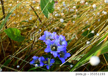 シラタマホシクサと細葉リンドウ 35351193