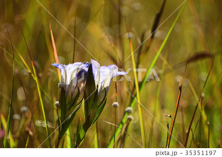シラタマホシクサと細葉リンドウ 35351197