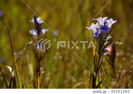ホソバリンドウの青い花 35351265