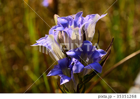 ホソバリンドウの青い花 35351268