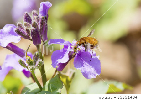 ビロードツリアブ ビロードツリアブ 35351484