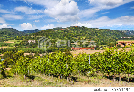 Vineyards of Piedmont, Italy Vineyards of Piedmont, Italy 35351494