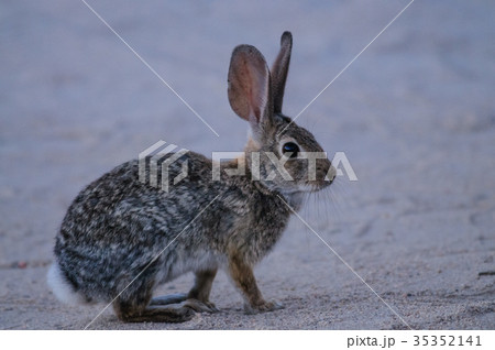 Desert Cottontail Rabbit 35352141
