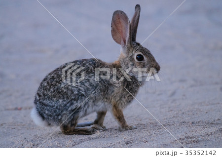 Desert Cottontail Rabbit 35352142
