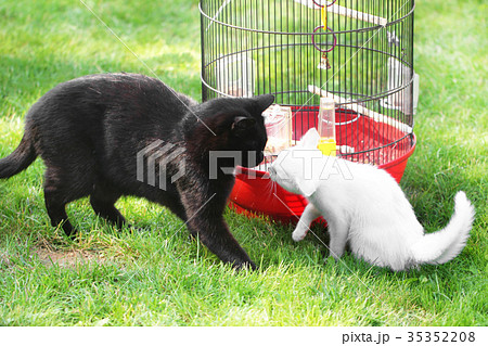 Two cats about bird cages 35352208