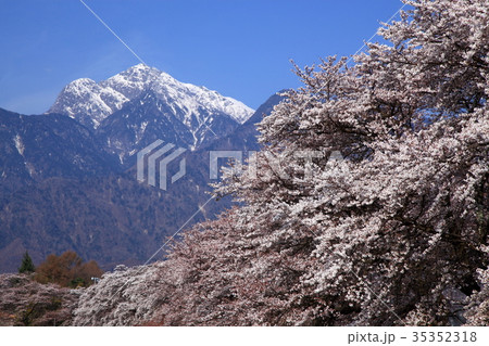 桜と甲斐駒ヶ岳 35352318