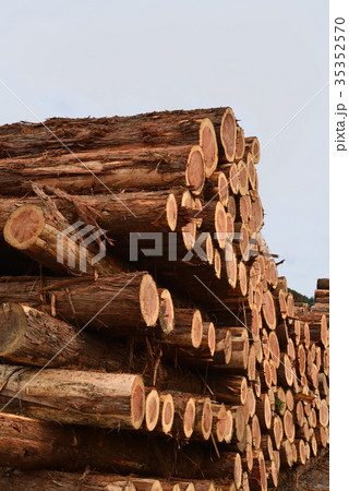 切り出したばかりの丸太 切り出したばかりの丸太 35352570