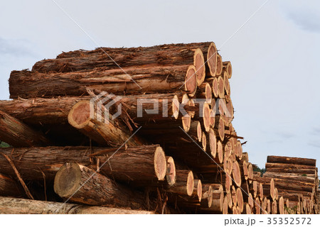 切り出したばかりの丸太 切り出したばかりの丸太 35352572