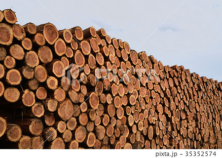 切り出したばかりの丸太 切り出したばかりの丸太 35352574