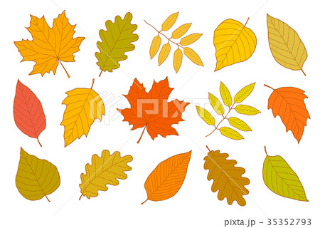 hand drawn set of isolated autumn leaves 35352793