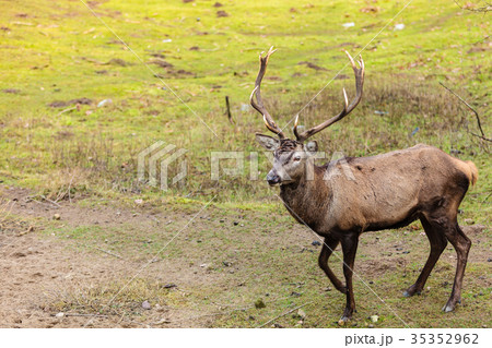 Red deer stag on meadow 35352962