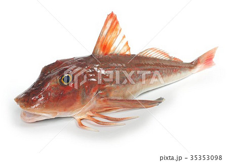 ホウボウ 俯瞰 鰭閉じ 胸びれが発達した脚で海底を歩く魚 白身の高級魚の写真素材