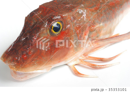 ホウボウ　頭部俯瞰　脚部　胸びれが発達した脚で海底を歩く魚　白身の高級魚 35353101