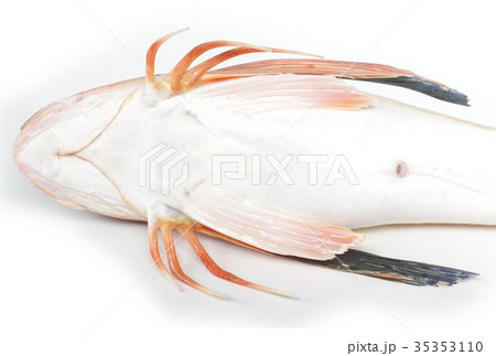 ホウボウ　腹面と脚部　胸びれが発達した脚で海底を歩く魚　白身の高級魚 35353110