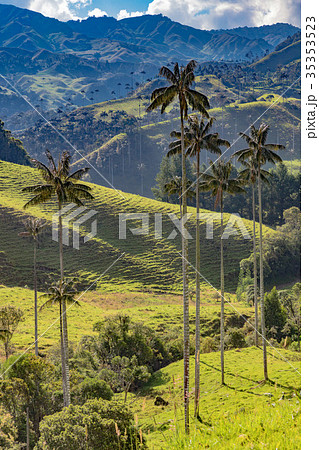 Bosque De Palma De Cera La Samaria San Felix 35353523