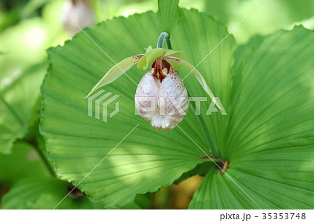 クマガイソウ 山野草 花 クマガイソウ 山野草 花 35353748