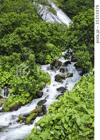 盛夏のオシンコシンの滝 35353976