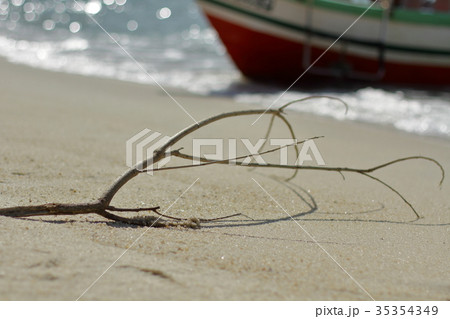 波打ち際の小枝 35354349