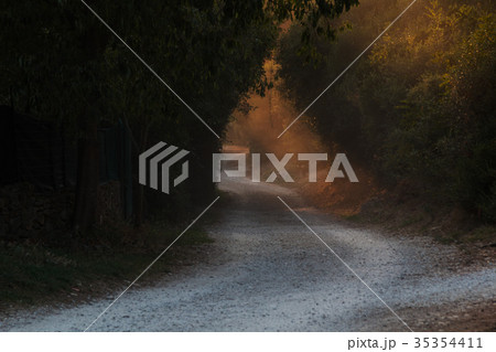 Walkway through tree tunnel at sunset. Colorful 35354411