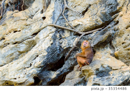 Monkey on cliff at Pa Hin Ngam National Park 35354486