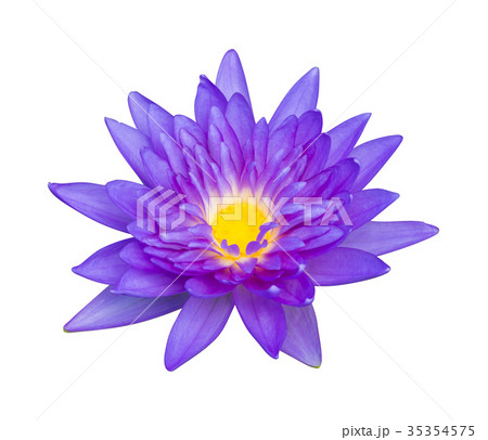 Water lily or lotus flower 35354575