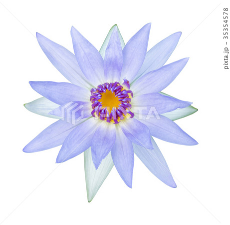 Water lily or lotus flower 35354578